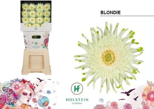 Gerbera grootbloemig krulvormig Gerpasta Blondie