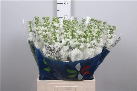 Matthiola incana 'Iron White'