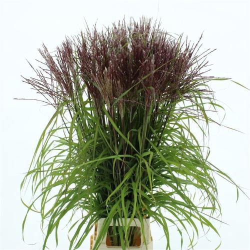 Miscanthus sinensis 'Subrosa'