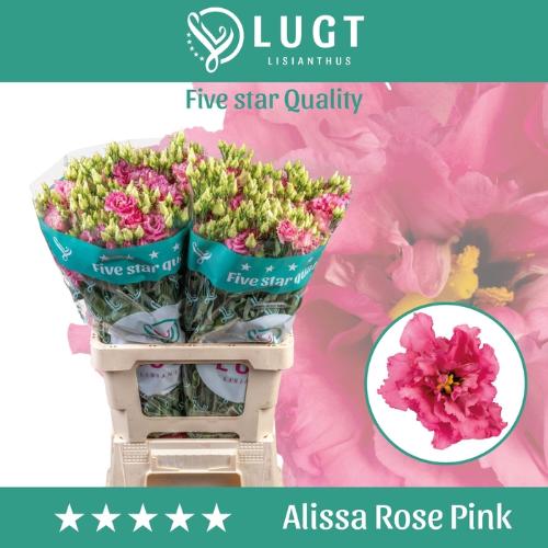 Eustoma russellianum gevuldbloemig 'Alissa Rose Pink'