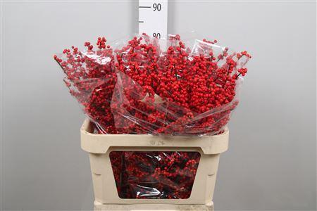 Ilex verticillata
