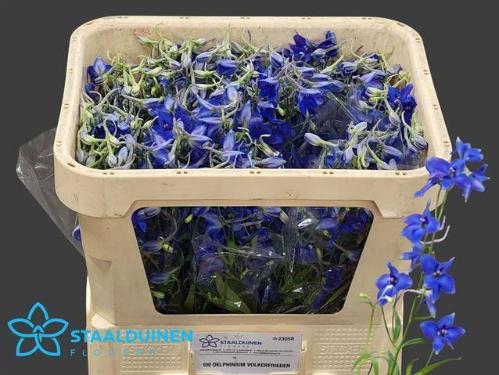 Delphinium Belladonna Grp enkelbloemig 'Volkerfrieden'