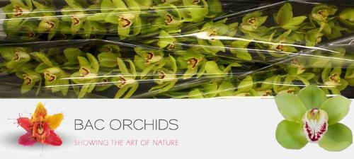 Cymbidium grootbloemig per tak 'Noah'