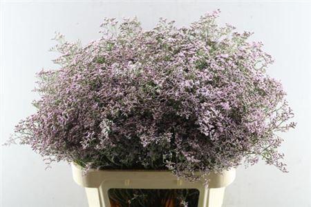 Limonium Safora Oshi Pink