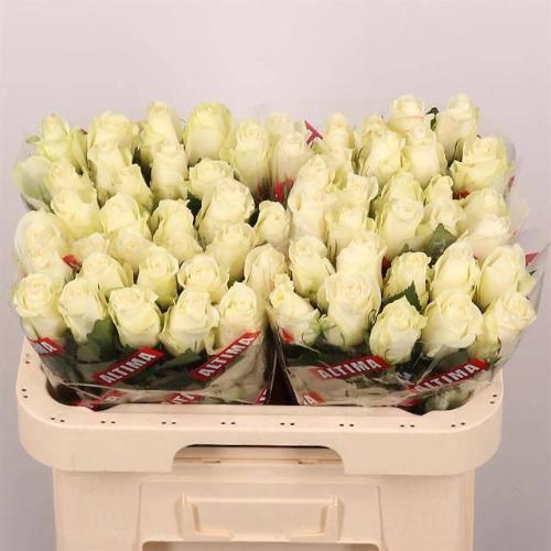 Rosa grootbloemig Albatros