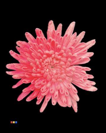 Chrysanthemum geplozen kas kleurbehandeld H%