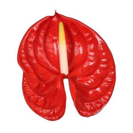 Anthurium (Andreanum Grp) Rambla