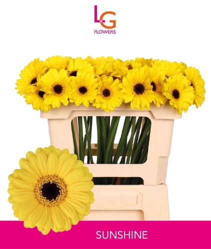 Gerbera mini Sunshine