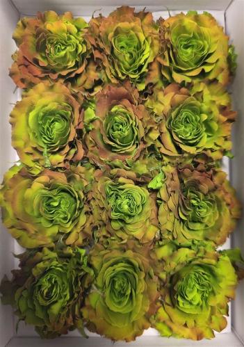Rosa grootbloemig kleurbehandeld H%