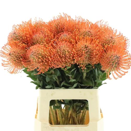 Leucospermum Ayoba Mandarin Zest