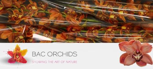 Cymbidium grootbloemig per tak Alexandra Beauty 'Browny'