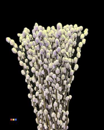 Salix H%