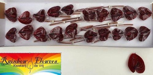 Anthurium Andreanum Grp Nero