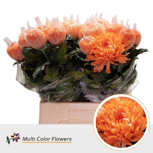 Chrysanthemum (Indicum Grp) geplozen Antonov kleurbehandeld H%