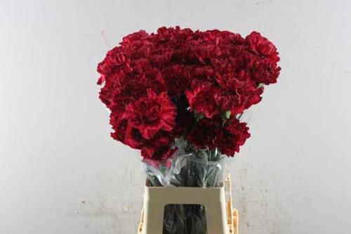 Dianthus standaard overig