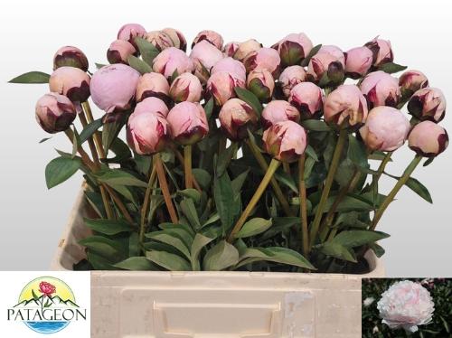 Paeonia Lactiflora Grp 'Reine Hortense'