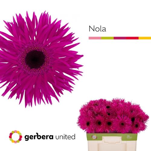 Gerbera grootbloemig spinvormig Spider Nola