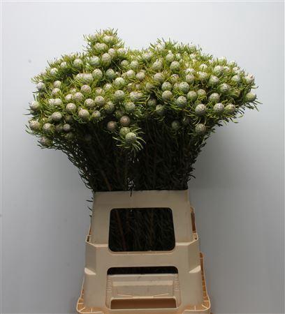 Leucadendron linifolium 'Jade Pearl' (vertakt)