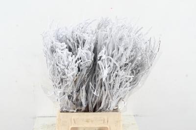 Vaccinium kleurbehandeld H%