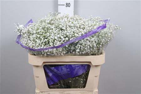 Gypsophila paniculata Overtime