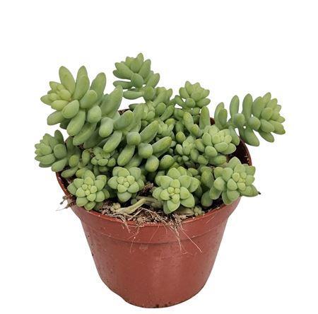 Sedum burrito