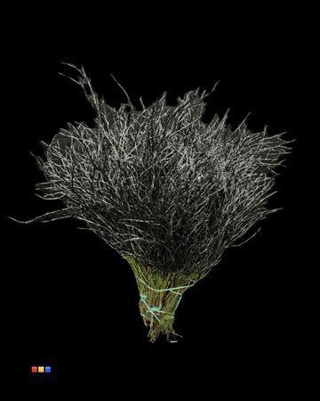 Vaccinium kleurbehandeld H%