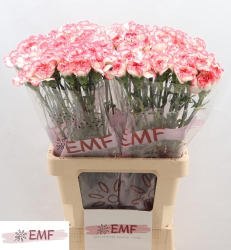 Dianthus standaard Bacarat Pink