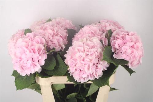 Hydrangea macrophylla 'Verena'