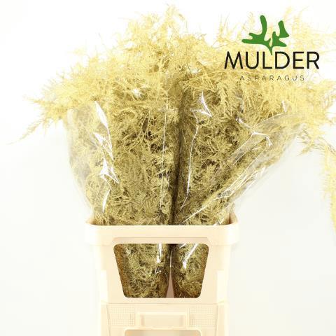 Asparagus overig kleurbehandeld H%
