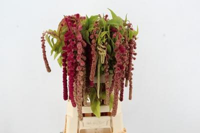 Amaranthus overig