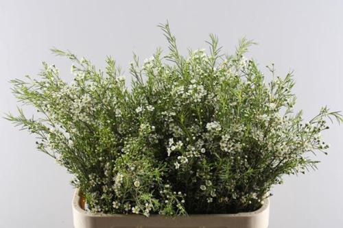 Chamelaucium uncinatum 'White Star'