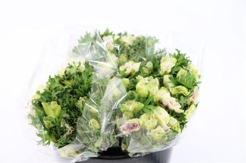 Anemone coronaria 'Galil Pastel'