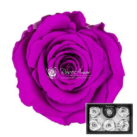 Rosa grootbloemig kleurbehandeld H%