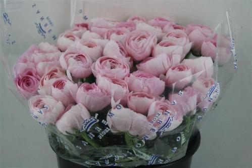 Ranunculus asiaticus Succes Hanoi