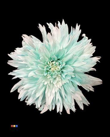 Chrysanthemum geplozen kas kleurbehandeld H%