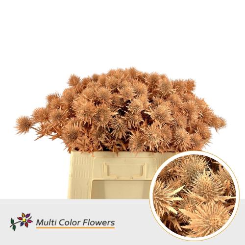 Eryngium alpinum kleurbehandeld H%