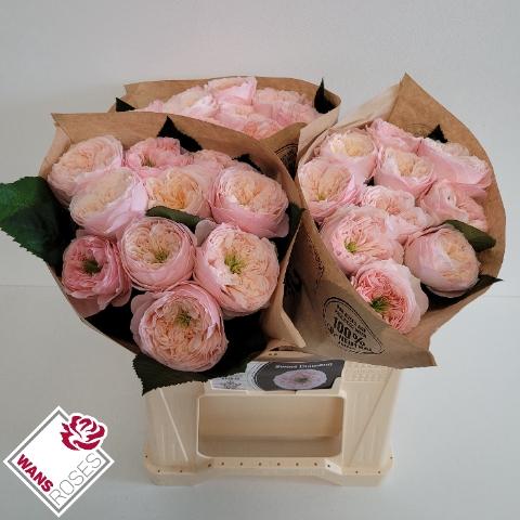 Rosa grootbloemig Sweet Diamond