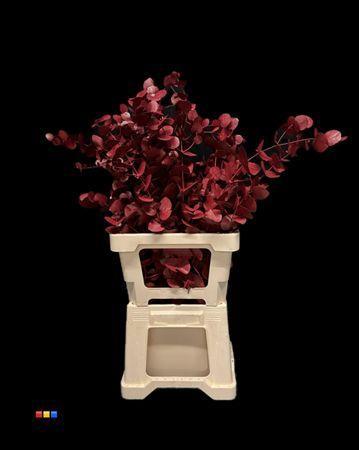 Eucalyptus cinerea kleurbehandeld per bos H%