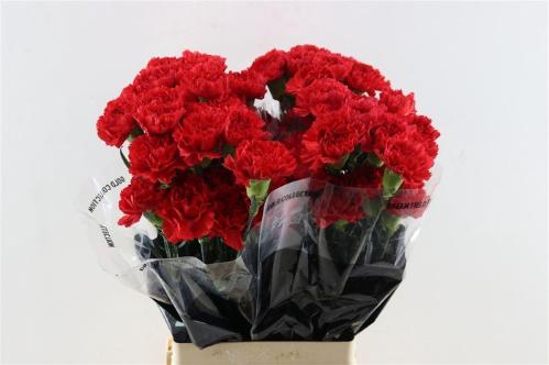 Dianthus standaard Don Pedro