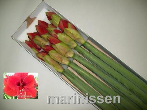 Hippeastrum Galaxy Grp 'Ferrari'