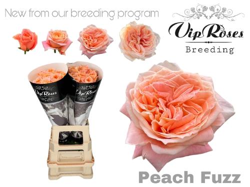 Rosa grootbloemig Peach Fuzz