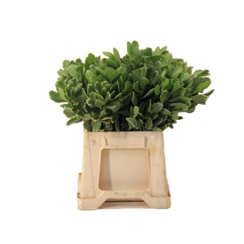 Pittosporum 'Ilan'