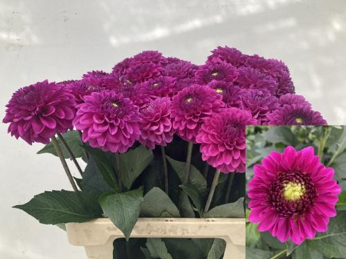 Dahlia Ball Grp 'Purple Fox'