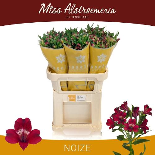 Alstroemeria Noize