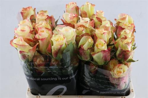 Rosa grootbloemig Aubade