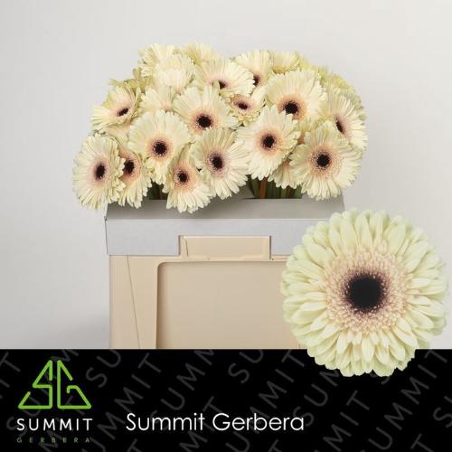 Gerbera grootbloemig 'Eclair'