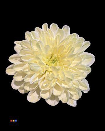 Chrysanthemum Indicum Grp tros kas kleurbehandeld H%