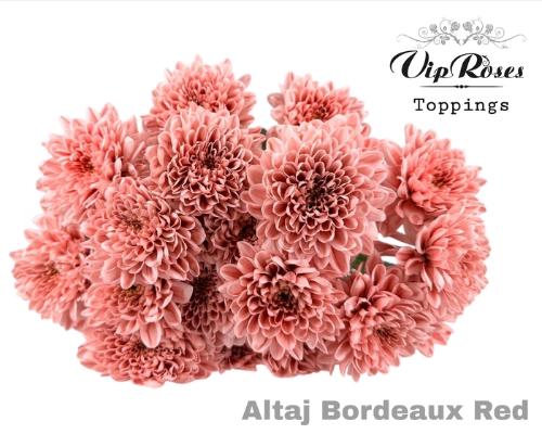 Chrysanthemum Indicum Grp tros kas kleurbehandeld H%