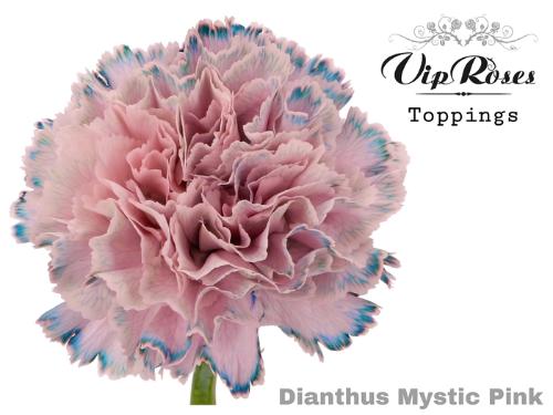 Dianthus standaard kleurbehandeld H%