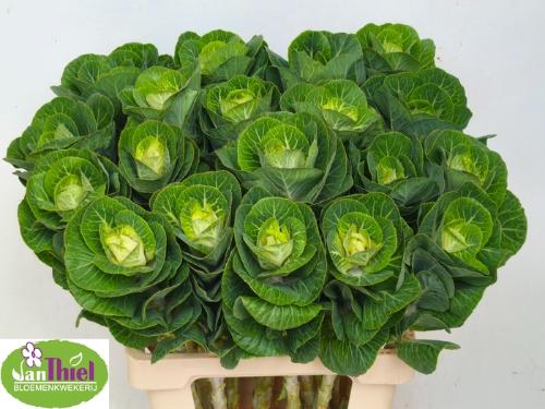 Brassica oleracea 'White Crane'